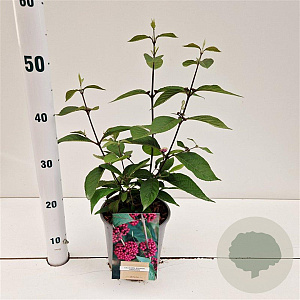 Callicarpa bod. 'Profusion' 30-40 cm 2,5L