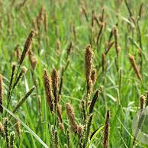 Carex acutiformis GM P9