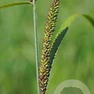 Carex acutiformis GM P9