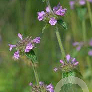 Clinopodium vulgare GM P9