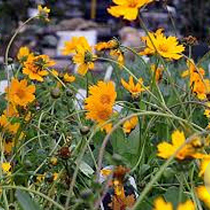 Coreopsis auriculata 'Nana' GM P9