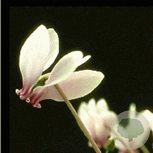 Cyclamen hederif. 'Album' GM P9