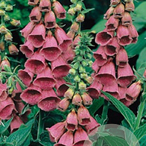 Digitalis 'Mertonensis' GM P9