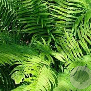 Dryopteris cycadina GM P9
