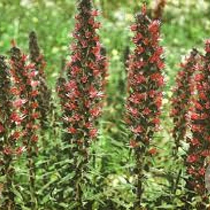 Echium amoenum 'Red Feathers' GM P9