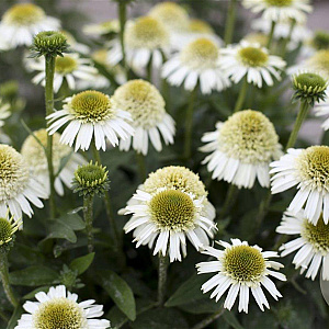 Echinacea Delicious Nougat GM P9
