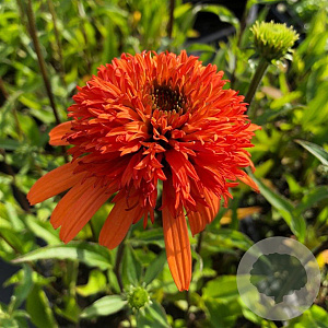 Echinacea 'Irresistible' GM P9