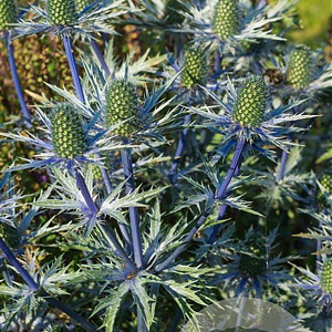 Eryngium 'Lapis Blue' GM P9