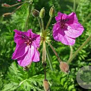 Erodium manescavii GM P9