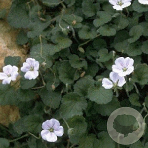 Erodium variabile 'Album' GM P9