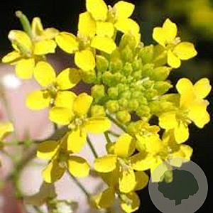 Erysimum 'Yellow Bird' GM P9