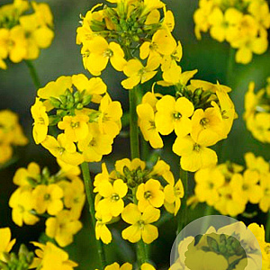 Erysimum 'Yellow Bird' GM P9