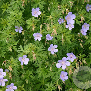 Geranium 'Blue Cloud' GM P9