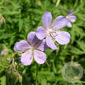 Geranium 'Blue Cloud' GM P9
