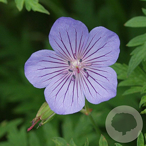 Geranium 'Blue Cloud' GM P9