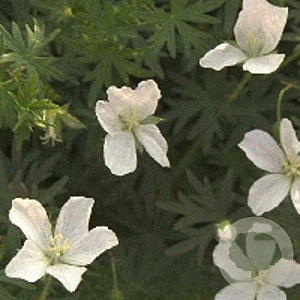 Geranium clarkei 'Kashmir White' GM P9