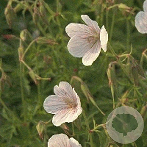 Geranium clarkei 'Kashmir White' GM P9