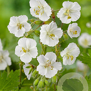 Geranium clarkei 'Kashmir White' GM P9