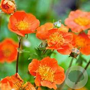 Geum coccineum 'Tosai' GM P9