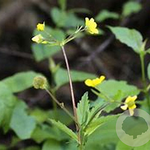Geum coccineum 'Tosai Yellow' GM P9