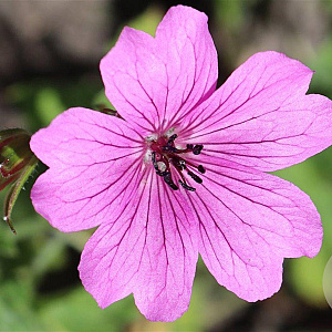 Geranium 'Elworthy Eyecatcher' GM P9