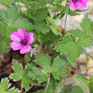Geranium 'Elworthy Eyecatcher' GM P9