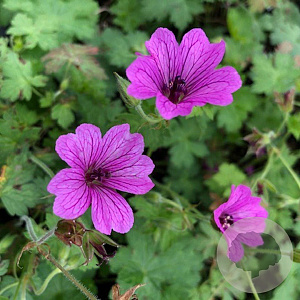 Geranium 'Elworthy Eyecatcher' GM P9