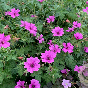 Geranium 'Elworthy Eyecatcher' GM P9