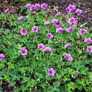 Geranium 'Hexham Velvet' GM P9