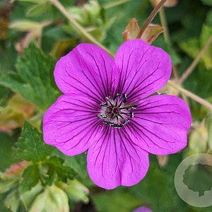 Geranium 'Hexham Velvet' GM P9
