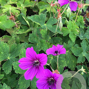 Geranium 'Hexham Velvet' GM P9