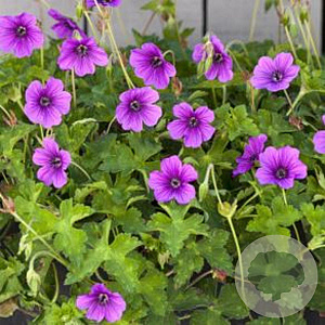 Geranium 'Hexham Velvet' GM P9