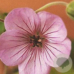 Geranium 'Joy' GM P9