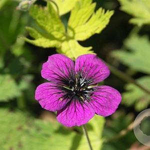 Geranium procurrens 'Sandrine' GM P9
