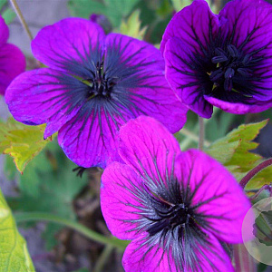 Geranium procurrens 'Sandrine' GM P9
