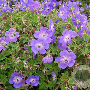 Geranium Rozanne GM P9