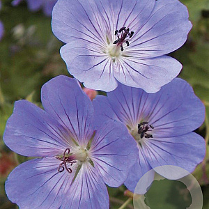 Geranium Rozanne GM P9