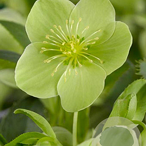 Helleborus argutifolius GM P9
