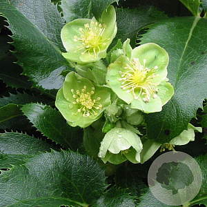 Helleborus argutifolius GM P9