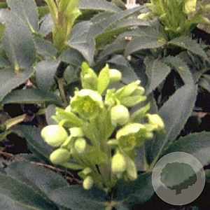 Helleborus argutifolius GM P9