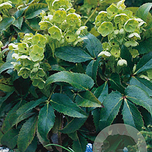 Helleborus argutifolius GM P9