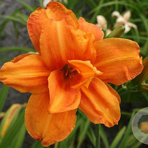 Hemerocallis 'Bandolero' GM P9