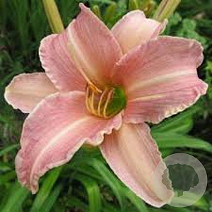 Hemerocallis 'Children's Festival' GM P9