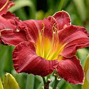 Hemerocallis 'Charles Johnston' GM P9
