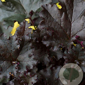 Heuchera 'Dark Secret' GM P9