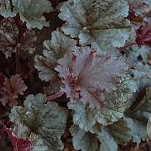 Heuchera 'Dark Secret' GM P9