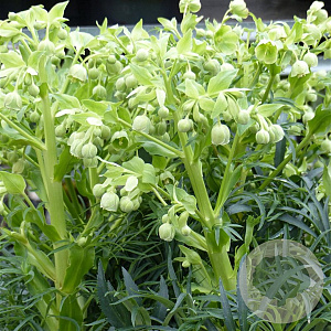 Helleborus f. 'Wilgenbroek' GM P9