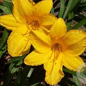 Hemerocallis 'Golden Prize' GM P9