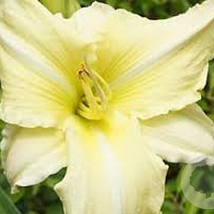 Hemerocallis 'Iron Gate Glacier' GM P9