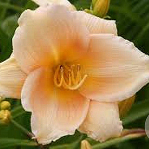 Hemerocallis 'Mini Pearl' GM P9